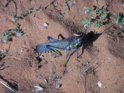 Colorful grasshopper in dry forest near Ifaty in Madagascar