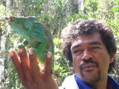 Green Chameleon sitting on hand