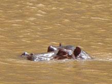 Hippo in Omo River / Ethiopia