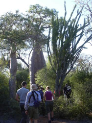 Trekking in the dry forest near Ifaty in Madagascar