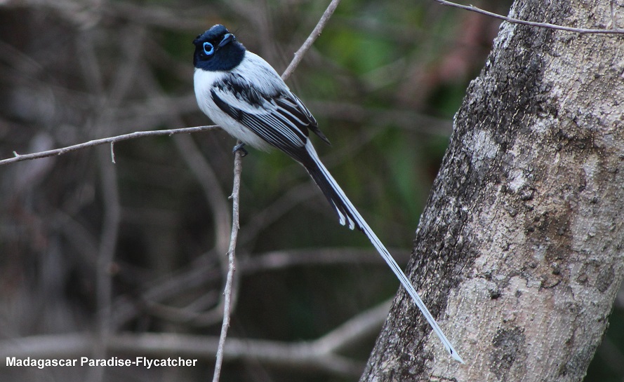 Paradise Fly Catcher